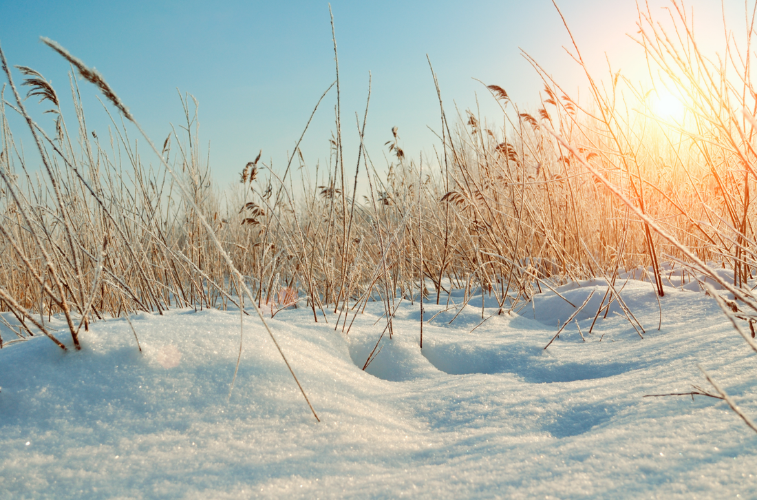 Beautiful Winter Day Blue Sky Golden Sunlight On Snow Covered Landscape