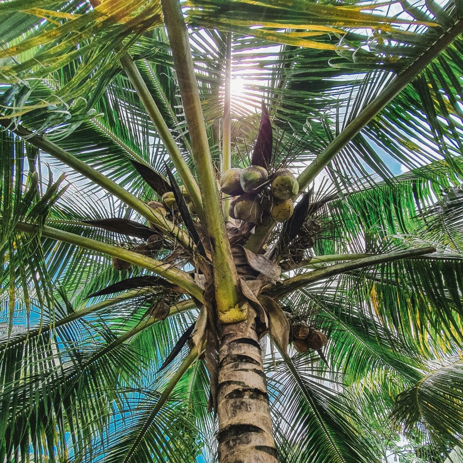 Organic Coconuts Growing On Tropical Palm Tree